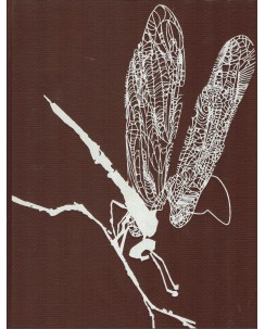 Alexander e Elsie B. Klots : il libro degli insetti ed. Mondadori FF10